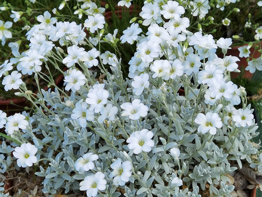 Cerastium tomentosum
